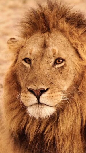 Amoghavarsha Instagram - Masai mara! africa!