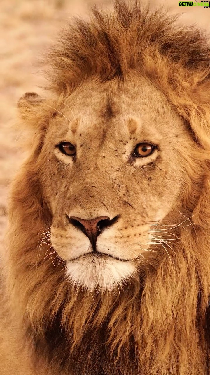Amoghavarsha - 7.8K Likes - Masai mara! africa!