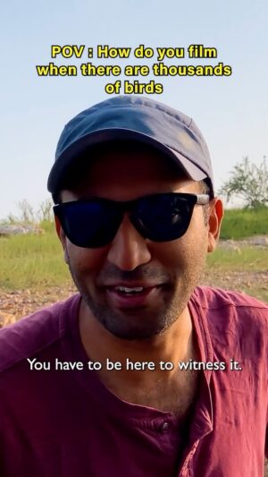 Amoghavarsha Instagram - how to film when there are thousands of birds?!