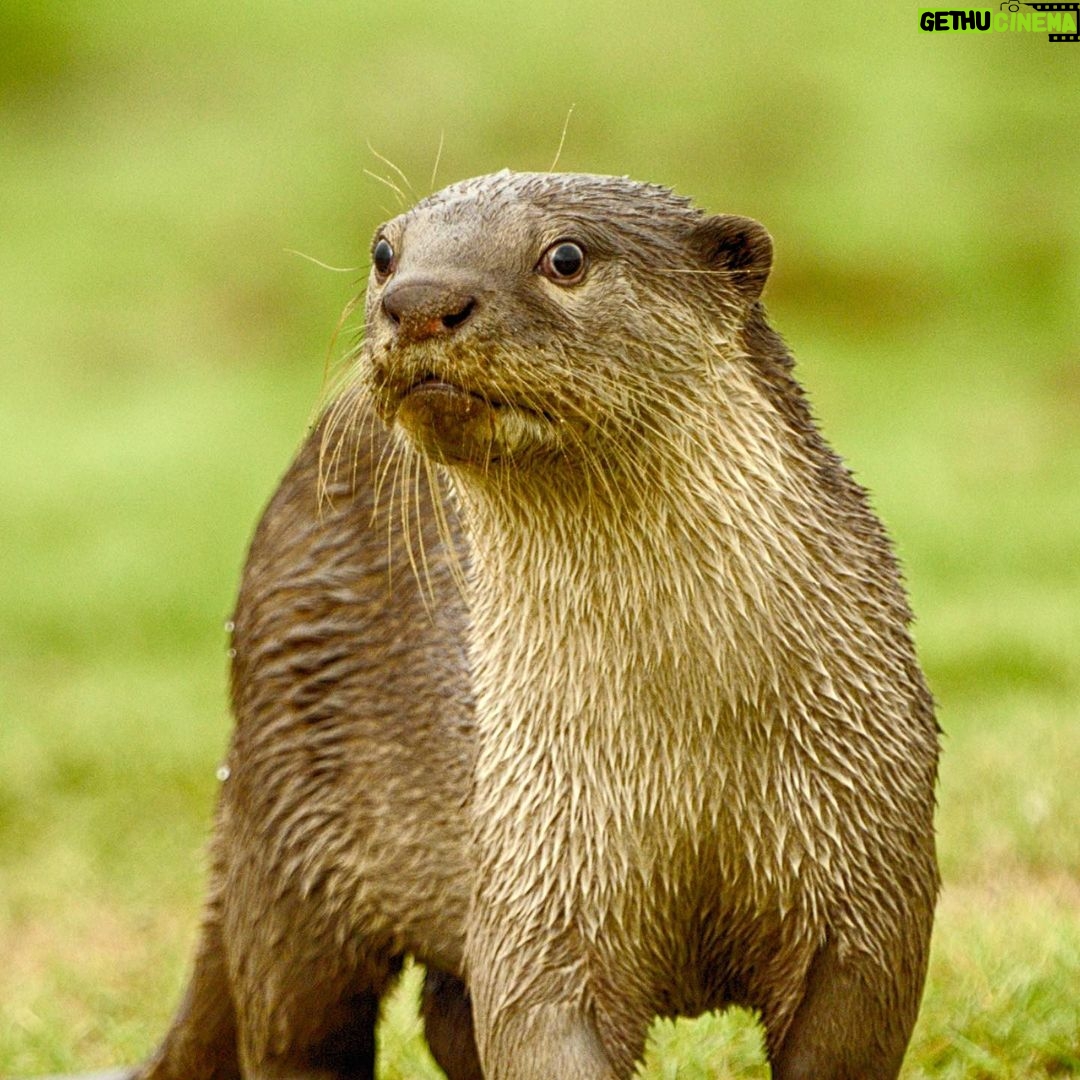 Amoghavarsha Instagram - Otters are also known as “water dog” or “neer naayi” in kannada because of their playful, dog-like behavior and their strong swimming abilities. While they may share some characteristics with dogs, otters are not related to dogs. Sighting them is quite rare. I’ve seen several tigers in safaris but otters very few times. Here’s to otters on world otter day! #Otters #NatureLovers #worldotterday #WildlifePhotography
