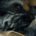 Amoghavarsha Instagram - Silverback gorillas share more than 98% of their DNA with us. Spent some superb time and experiencing them up close during my visit to Uganda’s Bwindi impenetrable forest. #gorilla #uganda #bwindi #earth #wildlife #greatape Bwindi Impenetrable Forest National Park