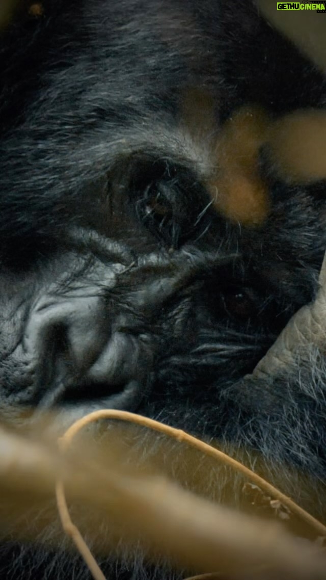 Amoghavarsha Instagram - Silverback gorillas share more than 98% of their DNA with us. Spent some superb time and experiencing them up close during my visit to Uganda’s Bwindi impenetrable forest. #gorilla #uganda #bwindi #earth #wildlife #greatape Bwindi Impenetrable Forest National Park