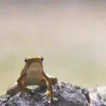 Amoghavarsha Instagram - #rrr #internationalfrogday