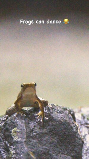 Amoghavarsha Instagram - #rrr #internationalfrogday