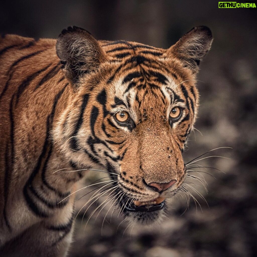 Amoghavarsha Instagram - On this international tiger day, its important to remember that Tigers are a measure of health of our forests - being keystone species. they signify there’s enough prey and a balanced ecosystem. While i’ve hardly gone looking for tigers, each sighting has been very special. We can all be proud that we have the highest number of tigers and elephants anywhere in the world! Namma Gandhada Gudi! . . . . . . . . #ggmovie #tiger #internationaltigerday #gandhadagudi #nagarhole #earthpix #landoftigers #nature #animals Nagarahole Tiger Reserve, Karnataka