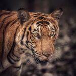 Amoghavarsha Instagram - On this international tiger day, its important to remember that Tigers are a measure of health of our forests - being keystone species. they signify there’s enough prey and a balanced ecosystem. While i’ve hardly gone looking for tigers, each sighting has been very special. We can all be proud that we have the highest number of tigers and elephants anywhere in the world! Namma Gandhada Gudi! . . . . . . . . #ggmovie #tiger #internationaltigerday #gandhadagudi #nagarhole #earthpix #landoftigers #nature #animals Nagarahole Tiger Reserve, Karnataka