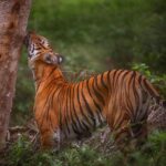 Amoghavarsha Instagram - Even Tigers love trees. And clearly I’m missing the jungles. . . . . . . . . . . . . . #trees #tigers #Filming #nature #natgeoTraveller #instaTravel #igers #Photographers #filmmakers #cinematography #earthshot #canonphotography #canonindia