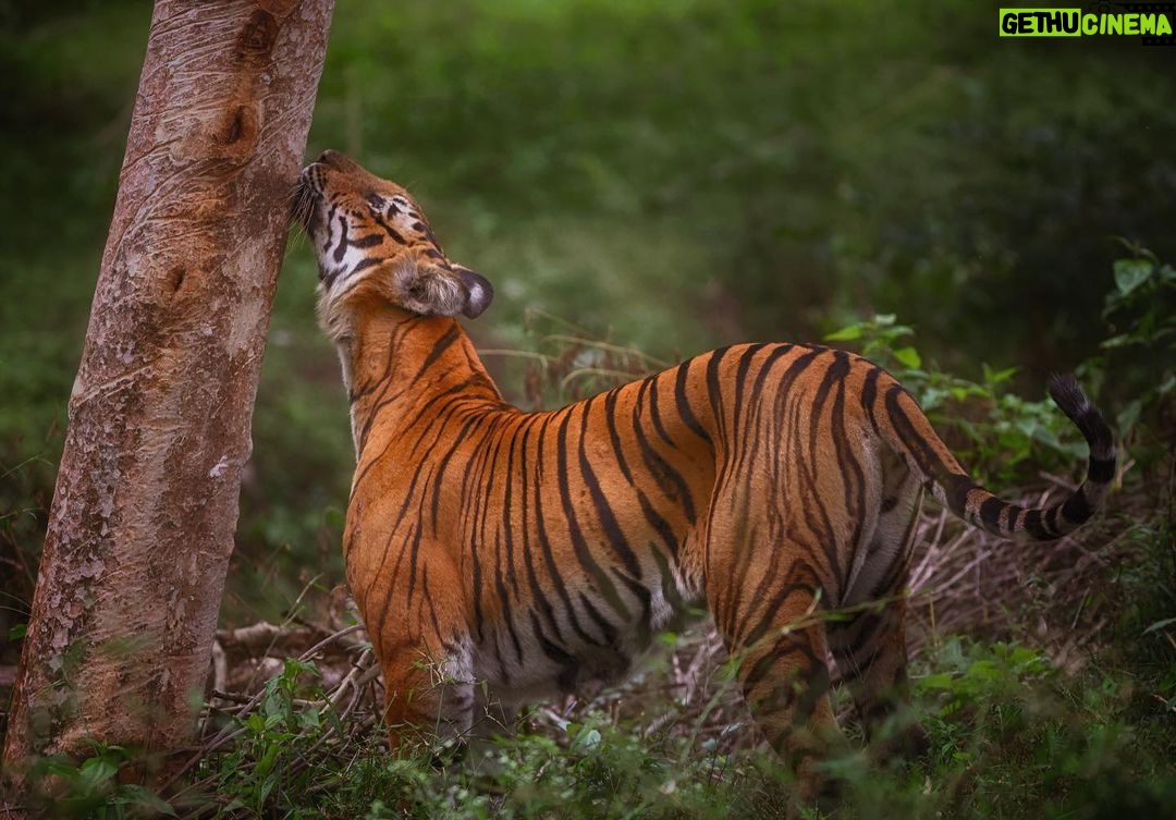 Amoghavarsha Instagram - Even Tigers love trees. And clearly I’m missing the jungles. . . . . . . . . . . . . . #trees #tigers #Filming #nature #natgeoTraveller #instaTravel #igers #Photographers #filmmakers #cinematography #earthshot #canonphotography #canonindia