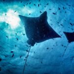 Amoghavarsha Instagram - Eagle ray and kid. Put on a full show on a recent recce shoot. Diving underwater to me is a meditative wonder safari . . . . . . . . . . . . . ⁣ .⁣ .⁣ .⁣ .⁣ @canonindia_official @mudskipper.in #dive #diving #eaglerays #natgeo #ocean #padi #ray #scuba #scubadive #scubadiving #scubalife #underwater #underwaterlife #underwaterphoto #underwaterphotography #underwaterworld #uwphoto #uwphotography #baaatoll #maldives