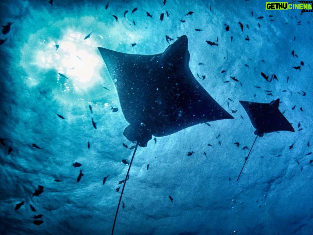 Amoghavarsha Instagram - Eagle ray and kid. Put on a full show on a recent recce shoot. Diving underwater to me is a meditative wonder safari . . . . . . . . . . . . . . . . . @canonindia_official @mudskipper.in #dive #diving #eaglerays #natgeo #ocean #padi #ray #scuba #scubadive #scubadiving #scubalife #underwater #underwaterlife #underwaterphoto #underwaterphotography #underwaterworld #uwphoto #uwphotography #baaatoll #maldives