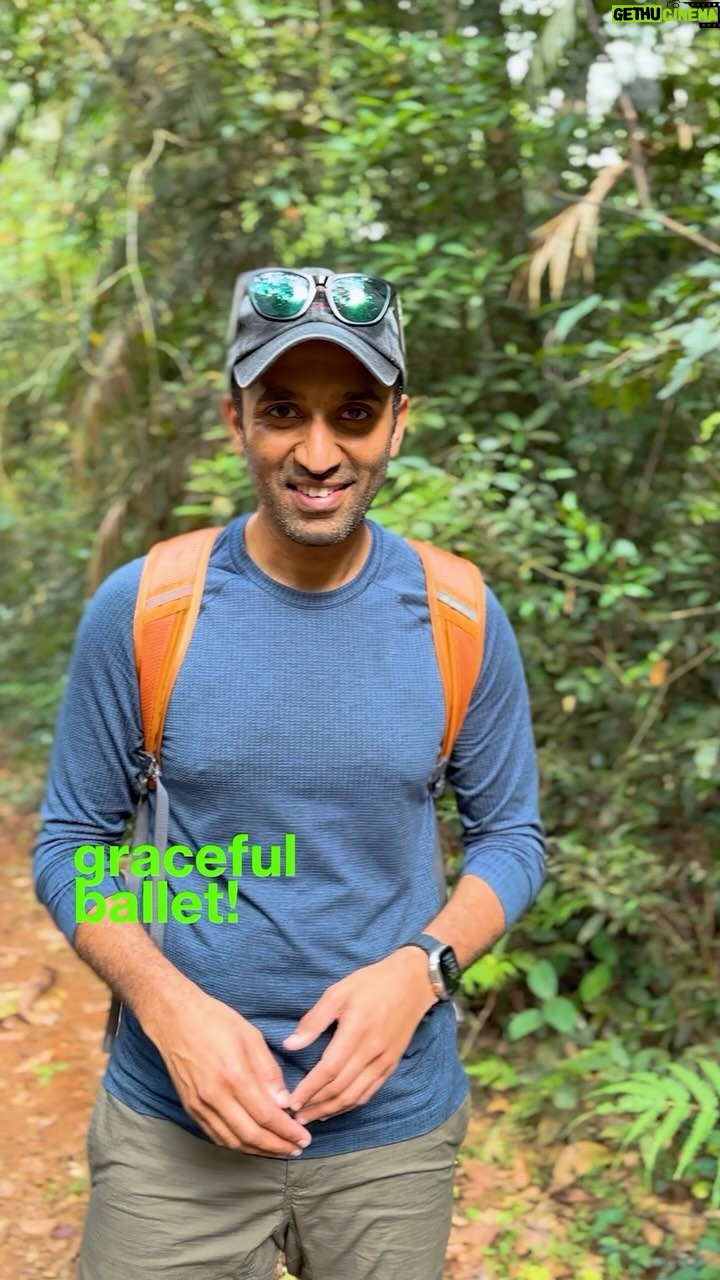 Amoghavarsha - 4.3K Likes - Psyche or ballet? Sometimes we rarely get to see nature for what it is. Maybe things work on a different timescale in nature? This is one such example.
#nature #butterfly #rainforest