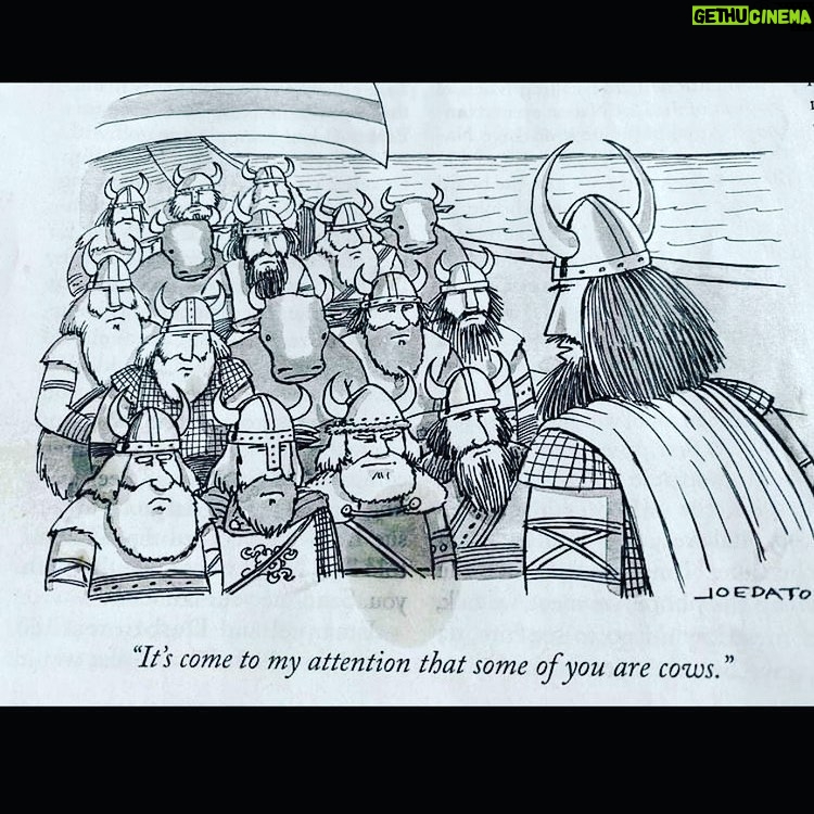 Amy Bailey Instagram - Sunday funny day 😬🐮 Thanks @aj7phillips ...you understand perfectly my laser-sharp and highly sophisticated sense of humour 🥸 #vikings #cows #vikingcows