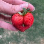 Amy Bailey Instagram - I’m lucky enough during the week to help out on a friend’s organic farm. It is like my church out there…hands deep in dirt and mind & heart deep in contemplation. My favourite moments are weeding the long rows alone or harvesting the treasures that were planted in the winter. I talk to the bugs, and god, and myself, and people I need to forgive or ask forgiveness from. I talk to my mom a lot. She has dementia and has been non-verbal for a long time, but I like to think she can hear me somehow, out in that lovely green silence. (Silence except for the roosters and guinea hens and goats and turkeys and etc 😅). Anyhoo, on Friday I asked the various angelic deities who might be lurking nearby to give me a sign - just a little positive sign of joy and love. I was harvesting strawberries in that moment and this beauty popped into my hands. So I’m labelling it as an Easter weekend message from the Lord/Universe/Odin/Gaia (…fill in as necessary…) to love your body, and love your booty. Self love really, butt with sass. Thought you all might enjoy it too. Happy Easter! Hope it’s as nice as your butt!