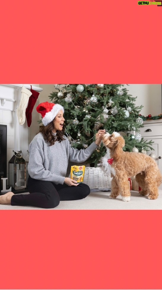 Andrea McLean Instagram - #AD I know how much joy having a pet brings into the home – since adopting Teddy from Battersea four years ago, he’s not just a dog, he is part of our family. But at Christmas things can become a bit chaotic with lots of people around and our furry friends finding it stressful - I know that Teddy does! That’s why I’ve teamed up with @pedigree_uk_official and @battersea on the Pedigree Relief Fund to help you have a stress-free holiday. There’s a couple of way we can help our little friends like: 😴Creating a quiet and safe space for them to escape visitors 🍗Being careful of harmful leftovers. Onions, garlic, dried fruit and leeks are all toxic to dogs 🍫Keeping chocolate out of reach – keep advent calendars & selection tins up high/in cupboards and be mindful of hanging choc decorations or choc gifts under the tree 🌿If you have plants like poinsettia, mistletoe, Ivy or Holly watch that they don’t get eaten or chewed because they can give dogs a bad belly 🎄Make sure decorations are properly secured and out of reach. Avoid leaving your pet in a room with lots of decorations when you are not at home What do you find most stressful? There’s plenty of other tips and tricks to help keep the stress away, so check out the Battersea website for more info. Have a very Merry Christmas!🎄 #PedigreeReliefFund #Battersea