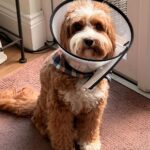 Andrea McLean Instagram - It’s our 4 things , quite a simple week this week and Teddy has a cone of shame 😂. What filled your cup this week that had nothing to do with work. #fillyourcup #midlife #masteringmidlife #thisgirlthisguy #husbandandwife