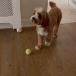 Andrea McLean Instagram - Tough love from mum and dad. #puppylove #dogsofinstagram #soreknee