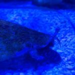 Andrew Neighbors Instagram – This is my conch what should I name him lol