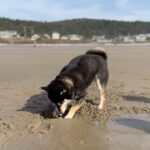 Andrew Neighbors Instagram – Don’t eat the sand Cannon Beach, Oregon