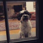 Angel Olsen Instagram - Haven’t made an organic post in a while. I’ve been busy with living and I like it. 🐓