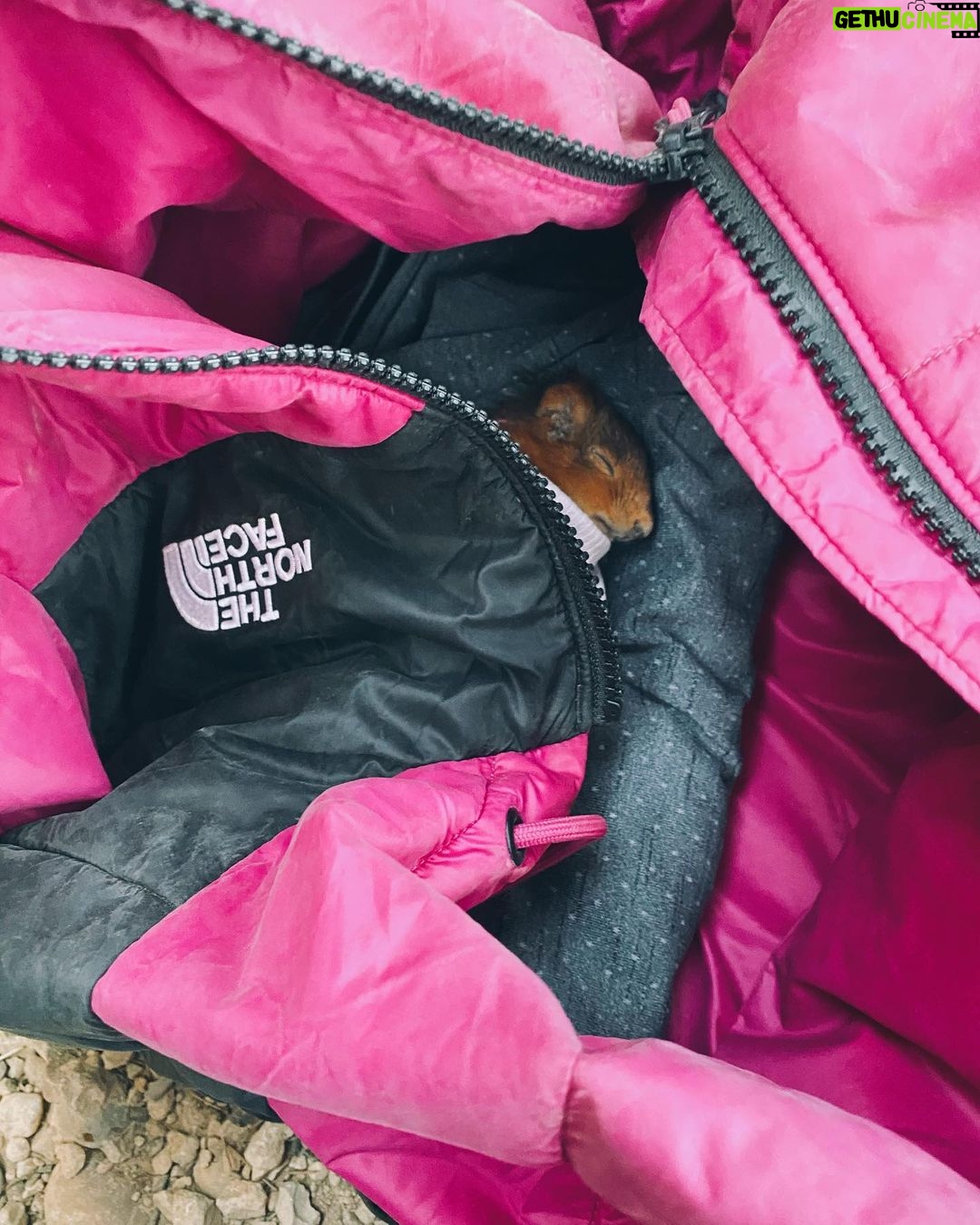 Angie Scarth-Johnson Instagram - My jacket 🧥 has always meant so much to my daily activity. It’s the reason I could stay outside on that winters day to try my project, it’s the last thing I take off and the first thing I put on after a climb and really , it’s just ᴍᴏʀᴇ ᴛʜᴇɴ ᴀ ᴊᴀᴄᴋᴇᴛ You’ll always remember the first jacket You get from @thenorthface_aunz, I know I do, and I also remember when I got my little nephew his first Jacket to create his own memories in. Mine was black with a little pink zipper, it completely changed my idea of the power of quality, durability and real warmth when you can’t escape the cold. When you think about it, it changes your life. My jacket has held countless little animals and countless memories. Not to mention the amount of times it’s saved my butt from the cold rocks at the crag. Who else does that 🙋🏻♀️ #morethenajacket @redbullau @climbing_anchors @thenorthface_aunz @tenayaclimbing @camp1889 @mytendon @cvok9c @climbersagainstcancerofficial @climbskinspain @frictionlabs #neverstopexploring #tenayaclimbing #climbinginspain #womanclimbers #climbskin #chalkupless #newstandardinchalk #climbinganchors #tenayaathlete