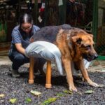 Angie Scarth-Johnson Instagram - Most of you who know me, know I have a deep love for animals. I’m the first one to pick up a sick, injured animal whenever I see one and with my own dog being from the streets, this story was hard to hear. @animalloverescue center in Costa Rica is a non-profit no-kill charitable shelter that takes care of over 1200 animals including Dogs, cats , sheep, goats, geese, ducks and horses. Most of these animals come into the shelter after having been neglected, paralysed , mistreated, wounded or abandoned. The rescue centre was funded by their hotel “Lands in love”, which stopped receiving guests in the middle of March 2020 due to covid. as a result, leaving very little funding, devastating the shelter and placing these animals in massive risk of starvation and eventually leading to re-abandonment. To make matters even worse, for the past month the shelter has had to continue abandon animals as their shelter is overflowing, forcing the shelter to place and tend to their animals in the toilet, offices and garages due to the lack of space. This shelter is under immense pressure and there just isn’t enough recourse with the lack of money. I don’t normally do these things but this felt really personal, Please please, Check the link for donations in my bio or go to @animalloverescue Everything counts and they need it. 💔 @redbullau @climbing_anchors @thenorthface_aunz @tenayaclimbing @camp1889 @mytendon @cvok9c @climbersagainstcancerofficial @climbskinspain @frictionlabs #neverstopexploring #tenayaclimbing #climbinginspain #womanclimbers #climbskin #chalkupless #newstandardinchalk #climbinganchors #tenayaathlete