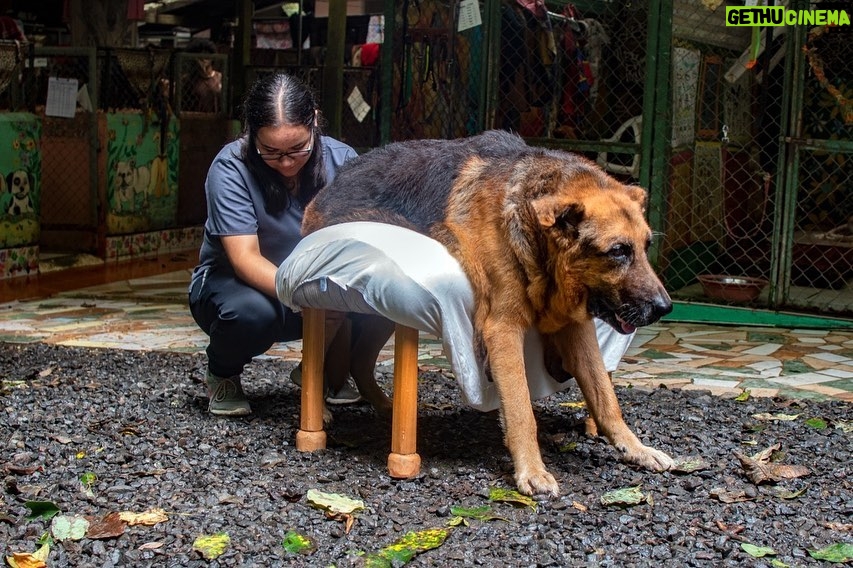 Angie Scarth-Johnson Instagram - Most of you who know me, know I have a deep love for animals. I’m the first one to pick up a sick, injured animal whenever I see one and with my own dog being from the streets, this story was hard to hear. @animalloverescue center in Costa Rica is a non-profit no-kill charitable shelter that takes care of over 1200 animals including Dogs, cats , sheep, goats, geese, ducks and horses. Most of these animals come into the shelter after having been neglected, paralysed , mistreated, wounded or abandoned. The rescue centre was funded by their hotel “Lands in love”, which stopped receiving guests in the middle of March 2020 due to covid. as a result, leaving very little funding, devastating the shelter and placing these animals in massive risk of starvation and eventually leading to re-abandonment. To make matters even worse, for the past month the shelter has had to continue abandon animals as their shelter is overflowing, forcing the shelter to place and tend to their animals in the toilet, offices and garages due to the lack of space. This shelter is under immense pressure and there just isn’t enough recourse with the lack of money. I don’t normally do these things but this felt really personal, Please please, Check the link for donations in my bio or go to @animalloverescue Everything counts and they need it. 💔 @redbullau @climbing_anchors @thenorthface_aunz @tenayaclimbing @camp1889 @mytendon @cvok9c @climbersagainstcancerofficial @climbskinspain @frictionlabs #neverstopexploring #tenayaclimbing #climbinginspain #womanclimbers #climbskin #chalkupless #newstandardinchalk #climbinganchors #tenayaathlete