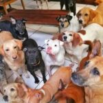 Angie Scarth-Johnson Instagram - Most of you who know me, know I have a deep love for animals. I’m the first one to pick up a sick, injured animal whenever I see one and with my own dog being from the streets, this story was hard to hear. @animalloverescue center in Costa Rica is a non-profit no-kill charitable shelter that takes care of over 1200 animals including Dogs, cats , sheep, goats, geese, ducks and horses. Most of these animals come into the shelter after having been neglected, paralysed , mistreated, wounded or abandoned. The rescue centre was funded by their hotel “Lands in love”, which stopped receiving guests in the middle of March 2020 due to covid. as a result, leaving very little funding, devastating the shelter and placing these animals in massive risk of starvation and eventually leading to re-abandonment. To make matters even worse, for the past month the shelter has had to continue abandon animals as their shelter is overflowing, forcing the shelter to place and tend to their animals in the toilet, offices and garages due to the lack of space. This shelter is under immense pressure and there just isn’t enough recourse with the lack of money. I don’t normally do these things but this felt really personal, Please please, Check the link for donations in my bio or go to @animalloverescue Everything counts and they need it. 💔 @redbullau @climbing_anchors @thenorthface_aunz @tenayaclimbing @camp1889 @mytendon @cvok9c @climbersagainstcancerofficial @climbskinspain @frictionlabs #neverstopexploring #tenayaclimbing #climbinginspain #womanclimbers #climbskin #chalkupless #newstandardinchalk #climbinganchors #tenayaathlete