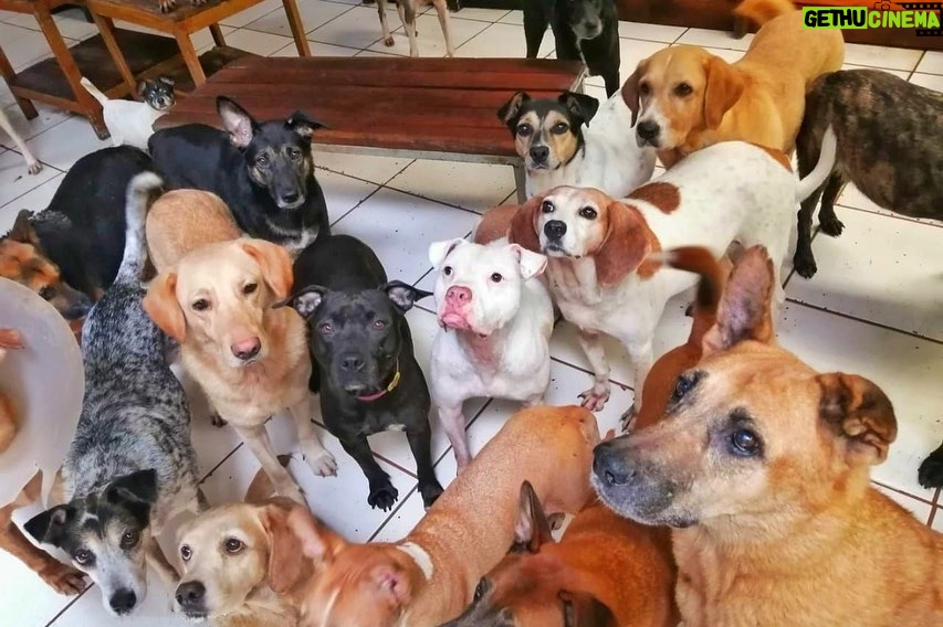 Angie Scarth-Johnson Instagram - Most of you who know me, know I have a deep love for animals. I’m the first one to pick up a sick, injured animal whenever I see one and with my own dog being from the streets, this story was hard to hear. @animalloverescue center in Costa Rica is a non-profit no-kill charitable shelter that takes care of over 1200 animals including Dogs, cats , sheep, goats, geese, ducks and horses. Most of these animals come into the shelter after having been neglected, paralysed , mistreated, wounded or abandoned. The rescue centre was funded by their hotel “Lands in love”, which stopped receiving guests in the middle of March 2020 due to covid. as a result, leaving very little funding, devastating the shelter and placing these animals in massive risk of starvation and eventually leading to re-abandonment. To make matters even worse, for the past month the shelter has had to continue abandon animals as their shelter is overflowing, forcing the shelter to place and tend to their animals in the toilet, offices and garages due to the lack of space. This shelter is under immense pressure and there just isn’t enough recourse with the lack of money. I don’t normally do these things but this felt really personal, Please please, Check the link for donations in my bio or go to @animalloverescue Everything counts and they need it. 💔 @redbullau @climbing_anchors @thenorthface_aunz @tenayaclimbing @camp1889 @mytendon @cvok9c @climbersagainstcancerofficial @climbskinspain @frictionlabs #neverstopexploring #tenayaclimbing #climbinginspain #womanclimbers #climbskin #chalkupless #newstandardinchalk #climbinganchors #tenayaathlete