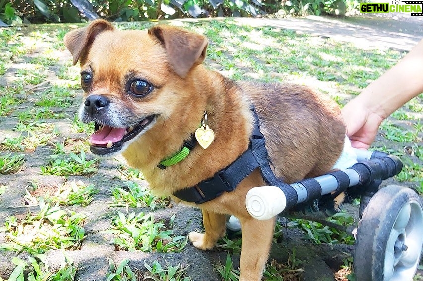 Angie Scarth-Johnson Instagram - Most of you who know me, know I have a deep love for animals. I’m the first one to pick up a sick, injured animal whenever I see one and with my own dog being from the streets, this story was hard to hear. @animalloverescue center in Costa Rica is a non-profit no-kill charitable shelter that takes care of over 1200 animals including Dogs, cats , sheep, goats, geese, ducks and horses. Most of these animals come into the shelter after having been neglected, paralysed , mistreated, wounded or abandoned. The rescue centre was funded by their hotel “Lands in love”, which stopped receiving guests in the middle of March 2020 due to covid. as a result, leaving very little funding, devastating the shelter and placing these animals in massive risk of starvation and eventually leading to re-abandonment. To make matters even worse, for the past month the shelter has had to continue abandon animals as their shelter is overflowing, forcing the shelter to place and tend to their animals in the toilet, offices and garages due to the lack of space. This shelter is under immense pressure and there just isn’t enough recourse with the lack of money. I don’t normally do these things but this felt really personal, Please please, Check the link for donations in my bio or go to @animalloverescue Everything counts and they need it. 💔 @redbullau @climbing_anchors @thenorthface_aunz @tenayaclimbing @camp1889 @mytendon @cvok9c @climbersagainstcancerofficial @climbskinspain @frictionlabs #neverstopexploring #tenayaclimbing #climbinginspain #womanclimbers #climbskin #chalkupless #newstandardinchalk #climbinganchors #tenayaathlete
