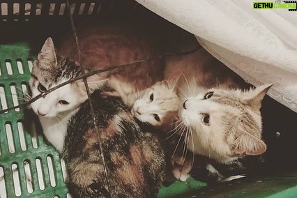 Angie Scarth-Johnson Instagram - Most of you who know me, know I have a deep love for animals. I’m the first one to pick up a sick, injured animal whenever I see one and with my own dog being from the streets, this story was hard to hear. @animalloverescue center in Costa Rica is a non-profit no-kill charitable shelter that takes care of over 1200 animals including Dogs, cats , sheep, goats, geese, ducks and horses. Most of these animals come into the shelter after having been neglected, paralysed , mistreated, wounded or abandoned. The rescue centre was funded by their hotel “Lands in love”, which stopped receiving guests in the middle of March 2020 due to covid. as a result, leaving very little funding, devastating the shelter and placing these animals in massive risk of starvation and eventually leading to re-abandonment. To make matters even worse, for the past month the shelter has had to continue abandon animals as their shelter is overflowing, forcing the shelter to place and tend to their animals in the toilet, offices and garages due to the lack of space. This shelter is under immense pressure and there just isn’t enough recourse with the lack of money. I don’t normally do these things but this felt really personal, Please please, Check the link for donations in my bio or go to @animalloverescue Everything counts and they need it. 💔 @redbullau @climbing_anchors @thenorthface_aunz @tenayaclimbing @camp1889 @mytendon @cvok9c @climbersagainstcancerofficial @climbskinspain @frictionlabs #neverstopexploring #tenayaclimbing #climbinginspain #womanclimbers #climbskin #chalkupless #newstandardinchalk #climbinganchors #tenayaathlete