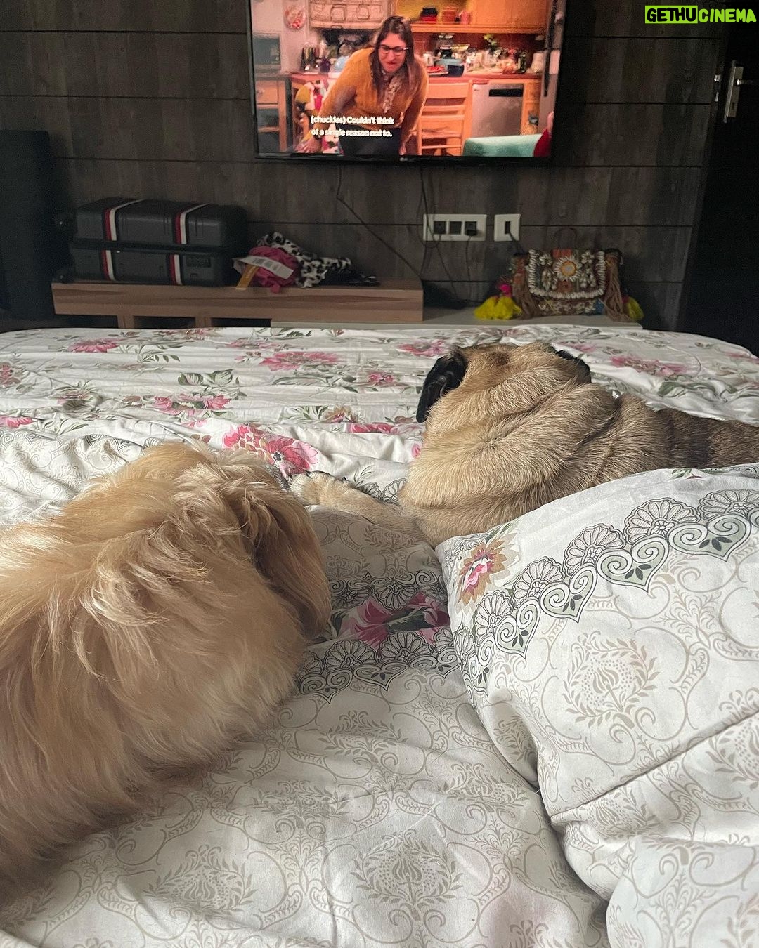 Anindita Bose - 4.5K Likes - #happychildrensday my babies… mommy loves you… ❤️
.
.
.
.
.
.
.
.
#petmom #puppylove #dogsofinstagram #love #instagram #insta