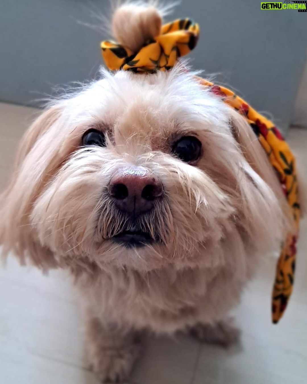 Anindita Bose - 4.5K Likes - #happychildrensday my babies… mommy loves you… ❤️
.
.
.
.
.
.
.
.
#petmom #puppylove #dogsofinstagram #love #instagram #insta