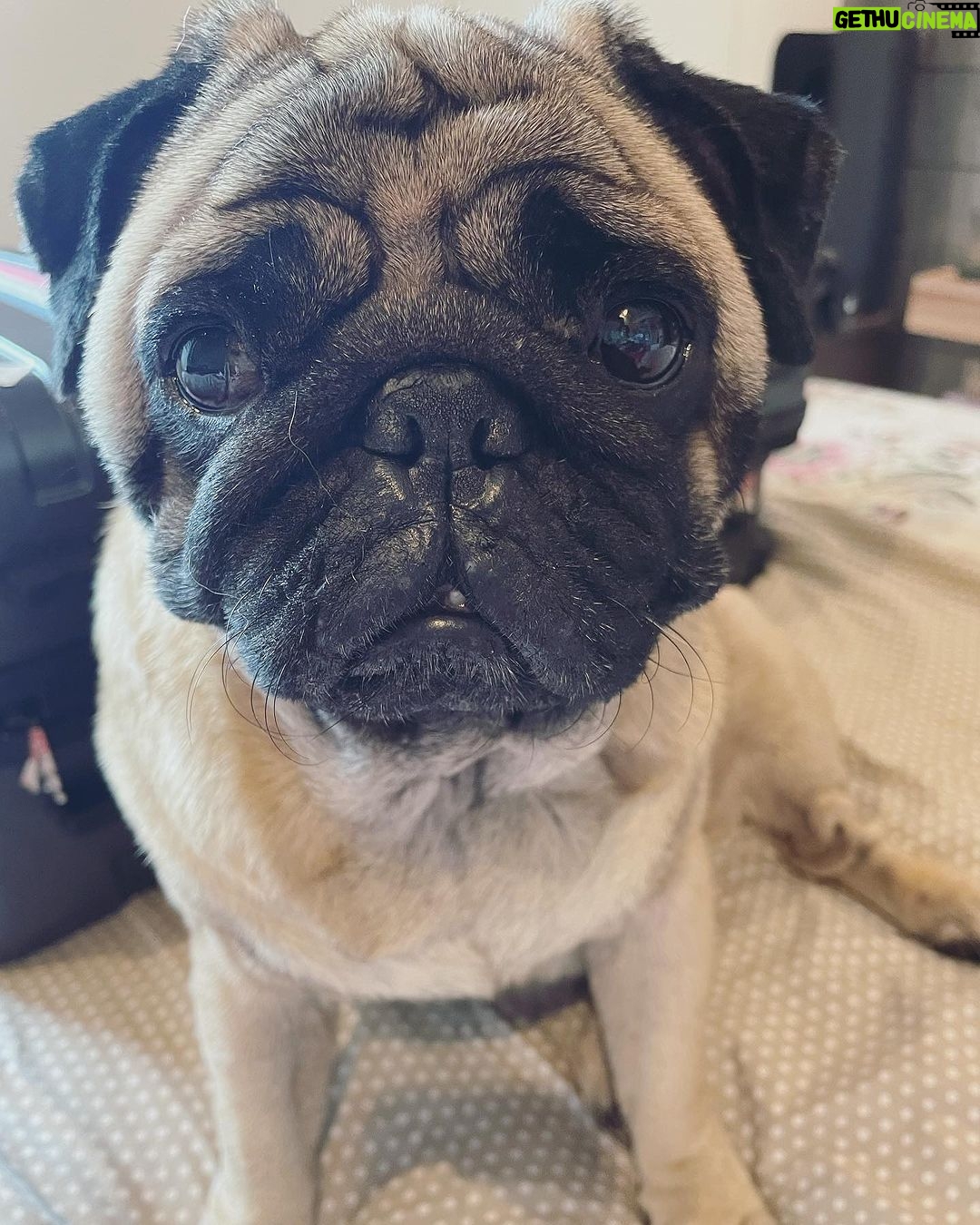 Anindita Bose - 4.5K Likes - #happychildrensday my babies… mommy loves you… ❤️
.
.
.
.
.
.
.
.
#petmom #puppylove #dogsofinstagram #love #instagram #insta