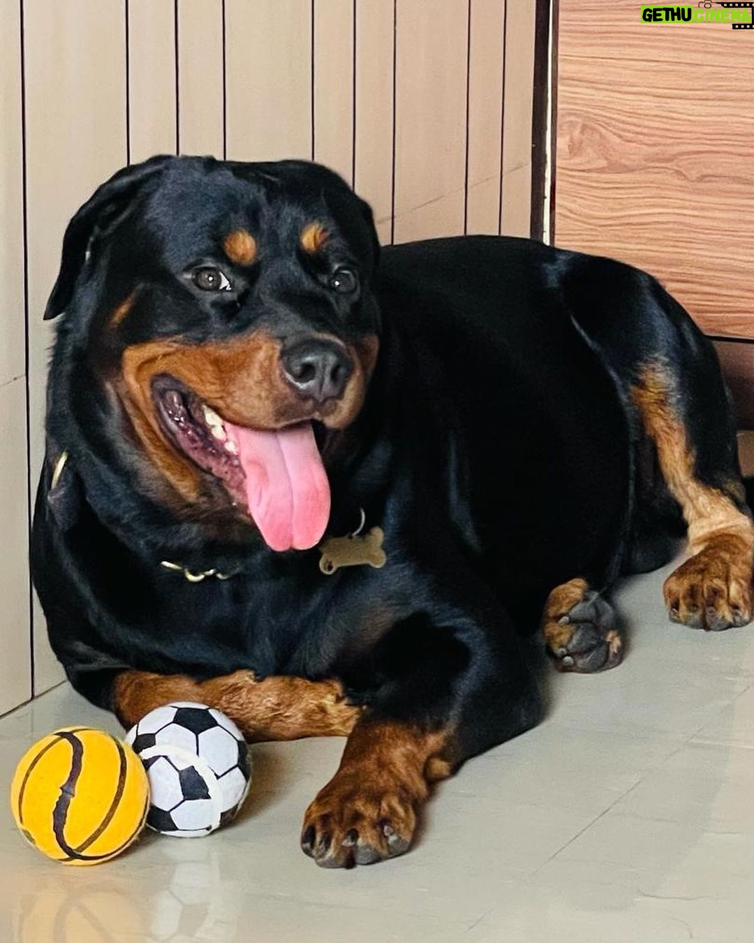 Anindita Bose - 4.5K Likes - #happychildrensday my babies… mommy loves you… ❤️
.
.
.
.
.
.
.
.
#petmom #puppylove #dogsofinstagram #love #instagram #insta