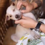 Anjali Tatrari Instagram - Lut putt gayyyaaaaa 🐶♥️