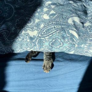 Anna Eremin Instagram - Hide and Seek 🐱