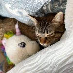 Anna Eremin Instagram - Instalação “gato com unicórnio” ou “como eu estou depois da vacina” 😅