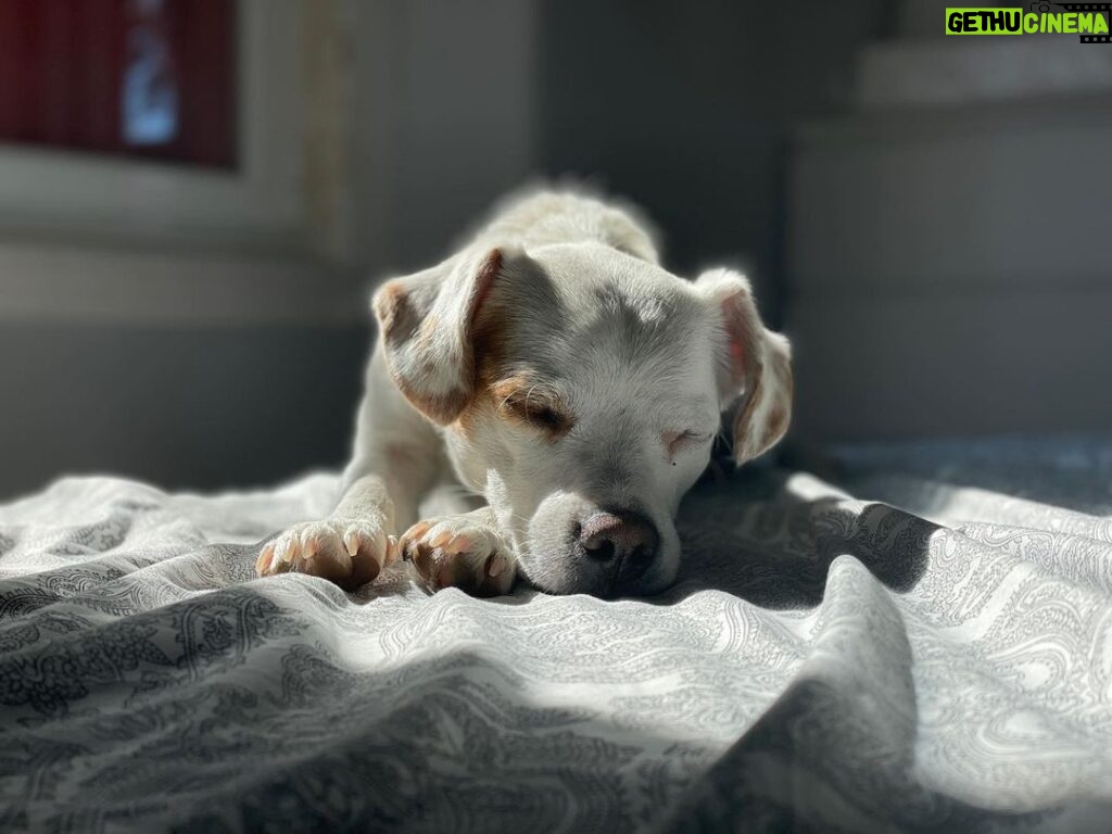 Anna Eremin Instagram - Para o caso de alguém ainda ter dúvidas, o Pulga é o cão mais fotogénico de sempre 😎
