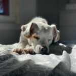 Anna Eremin Instagram – Para o caso de alguém ainda ter dúvidas, o Pulga é o cão mais fotogénico de sempre 😎