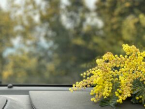 Anna Eremin Instagram - Em Fevereiro de 2022 a serra da Lousã estava toda amarela com cheiro a mimosas. Colhi este ramo e pus no tablier do carro. No dia seguinte, todas as notícias de todos os jornais do Mundo estavam cobertas de amarelo e azul 💔
10 dias de Guerra. 10 dias de Invasão. 10 dias de barbárie. 10 dias  de um capricho de ego de um h̸o̸m̸e̸m̸ monstro só.
Foda-se. 
Foda-se.
Foda-se.
