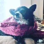 Anna Wood Instagram - There have only been two dogs ever allowed to live at the Soho House Berlin: George Clooney’s basset hound Millie, and our girl Franny. An international superstar. A city mouse country mouse. She was a tough old broad, but if you were one of the lucky few who earned her love, it was like no other. Can’t believe I’ve survived a whole year without you, Fran. Miss you every day. We’ll always have Paris.