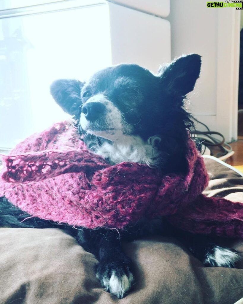 Anna Wood Instagram - There have only been two dogs ever allowed to live at the Soho House Berlin: George Clooney’s basset hound Millie, and our girl Franny. An international superstar. A city mouse country mouse. She was a tough old broad, but if you were one of the lucky few who earned her love, it was like no other. Can’t believe I’ve survived a whole year without you, Fran. Miss you every day. We’ll always have Paris.