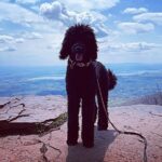 Anna Wood Instagram - Nature Boy