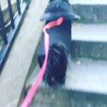 Anna Wood Instagram - There have only been two dogs ever allowed to live at the Soho House Berlin: George Clooney’s basset hound Millie, and our girl Franny. An international superstar. A city mouse country mouse. She was a tough old broad, but if you were one of the lucky few who earned her love, it was like no other. Can’t believe I’ve survived a whole year without you, Fran. Miss you every day. We’ll always have Paris.