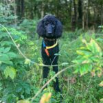 Anna Wood Instagram - Romeo wishes you a very happy #InternationalDogDay 🖤