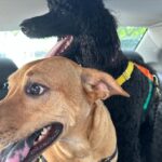 Anna Wood Instagram - Love! Friends! Kids! Dogs! Brooklyn!