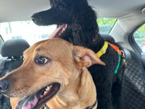 Anna Wood Instagram - Love! Friends! Kids! Dogs! Brooklyn!