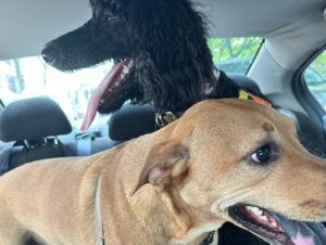 Anna Wood Instagram - Love! Friends! Kids! Dogs! Brooklyn!