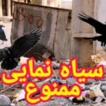 Arash Mir Ahmadi Instagram - آن کلاغی که پرید از فراز سر ما و فرو رفت در اندیشهٔ آشفتهٔ ابری ولگرد و صدایش همچون نیزهٔ کوتاهی، پهنای افق را پیمود خبر ما را با خود خواهد برد به شهر . #سیاه_نمایی #عکس #ویدیو #آرش_میراحمدی #طنز #ایران Tehran, Iran