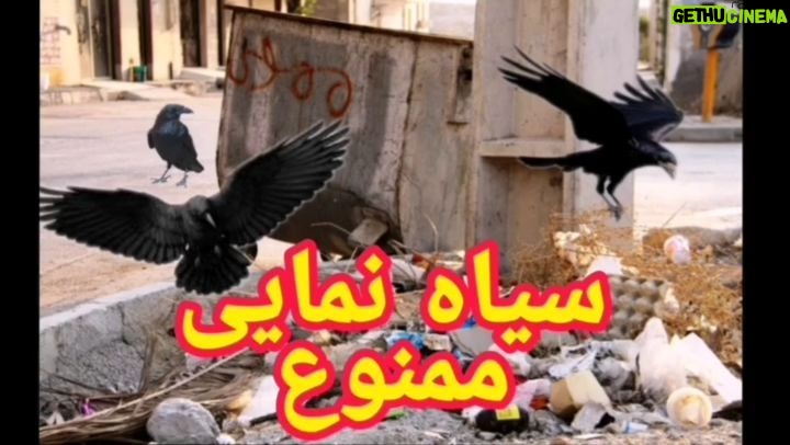 Arash Mir Ahmadi Instagram - آن کلاغی که پرید از فراز سر ما و فرو رفت در اندیشهٔ آشفتهٔ ابری ولگرد و صدایش همچون نیزهٔ کوتاهی، پهنای افق را پیمود خبر ما را با خود خواهد برد به شهر . #سیاه_نمایی #عکس #ویدیو #آرش_میراحمدی #طنز #ایران Tehran, Iran